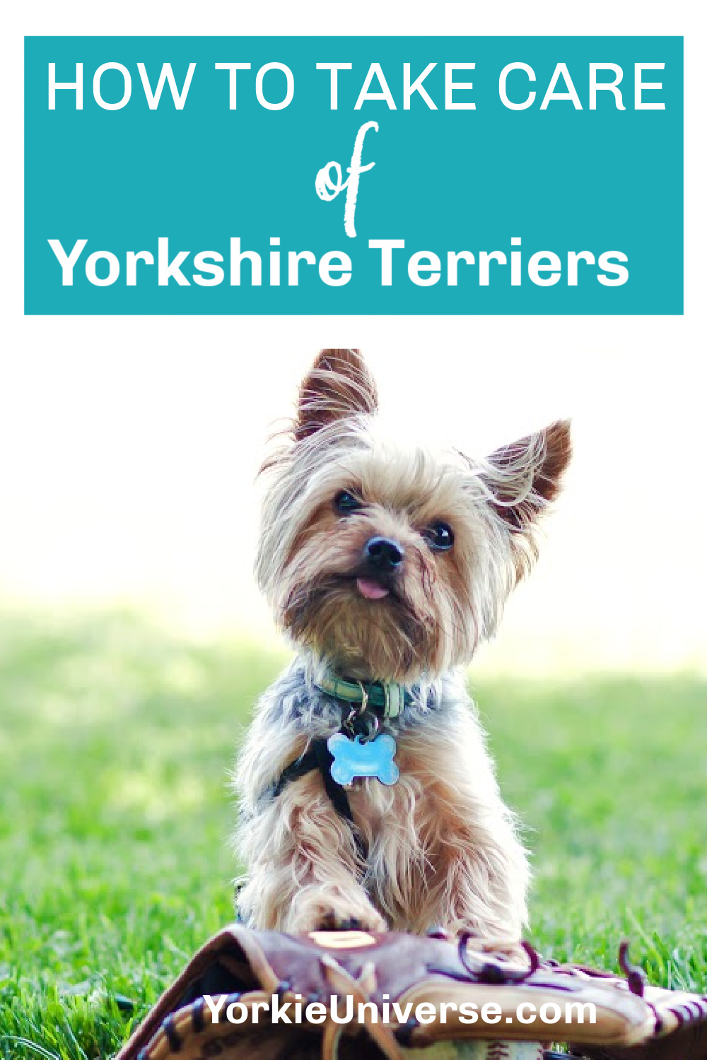 how to take care of a yorkshire terrier puppy
