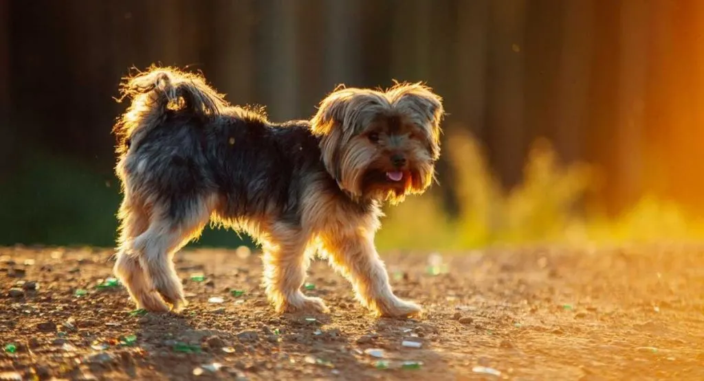 How to Take Care of Yorkshire Terriers
