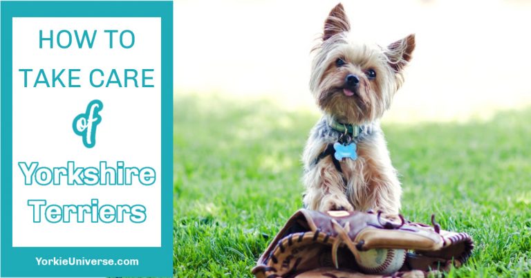 cute yorkie in grass