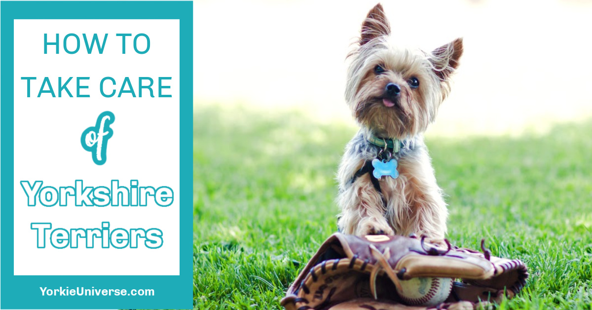 yorkie training collar