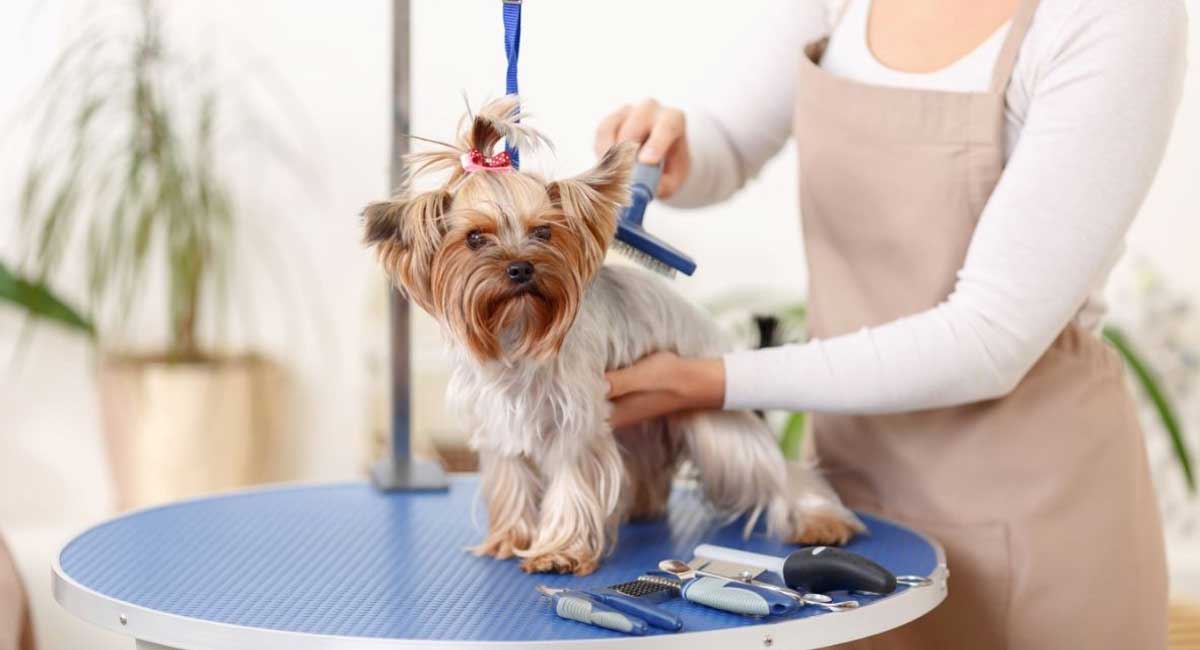 How to Cut a Yorkie's Hair the Correct and Easy Way Yorkie Universe