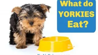 yorkie puppy by yellow bowl