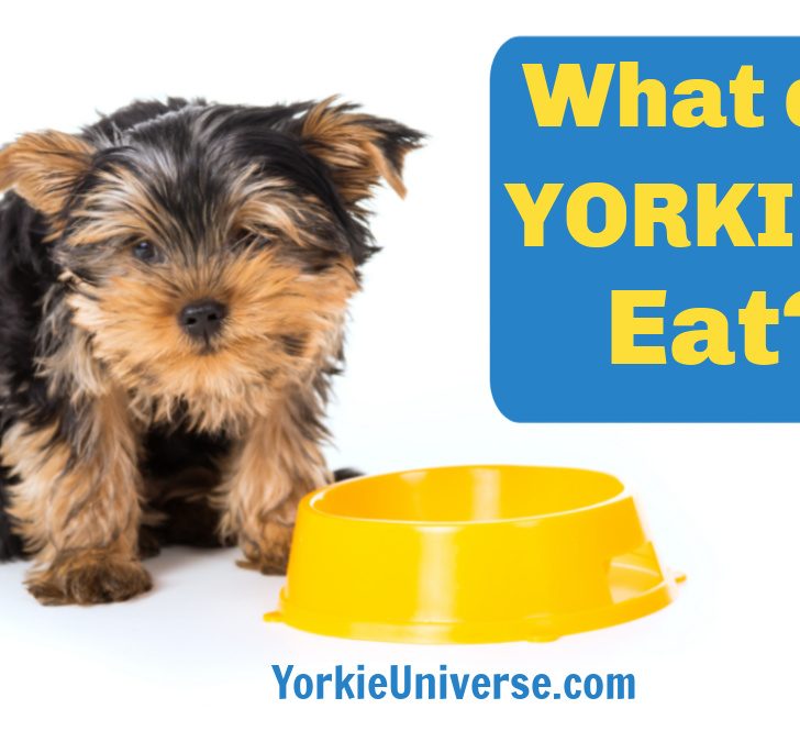 yorkie puppy by yellow bowl