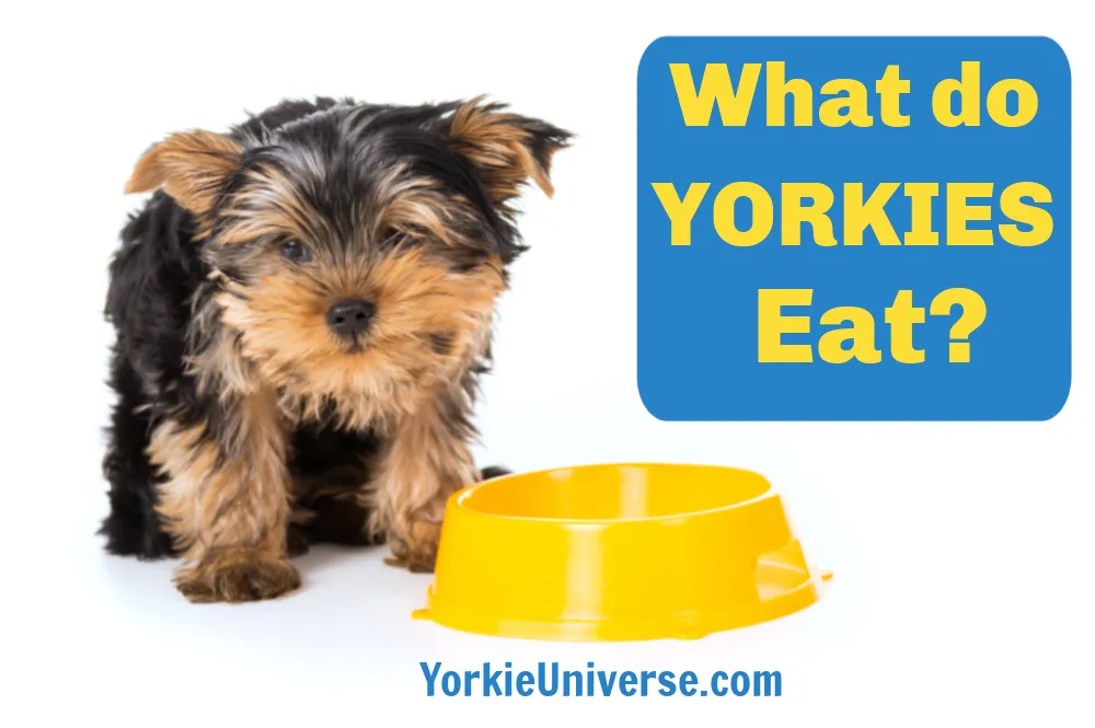 What do Yorkshire terriers eat? Read this article to find out what you should feed your Yorkie and what you should avoid.