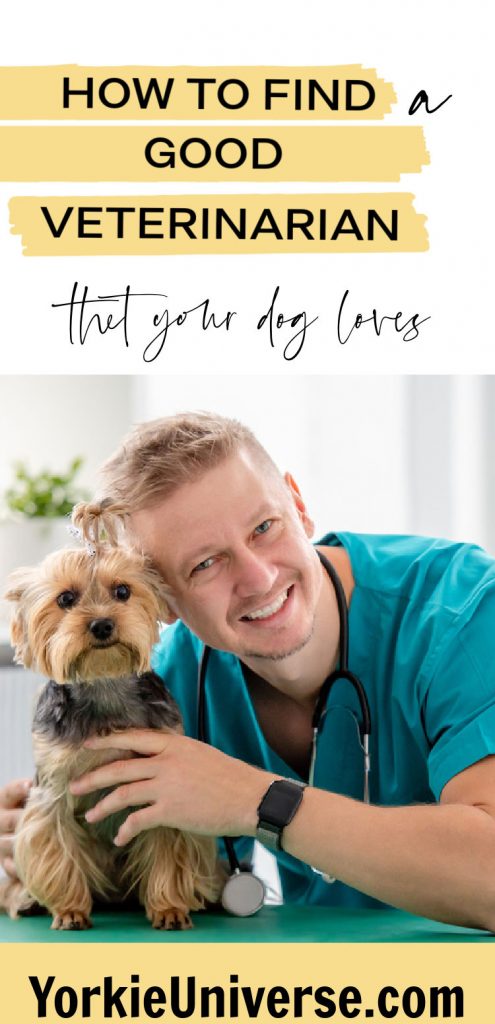Blond male Veterinarian smiling with Yorkshire terrier