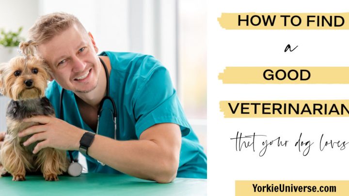 How to Find a Good Veterinarian
