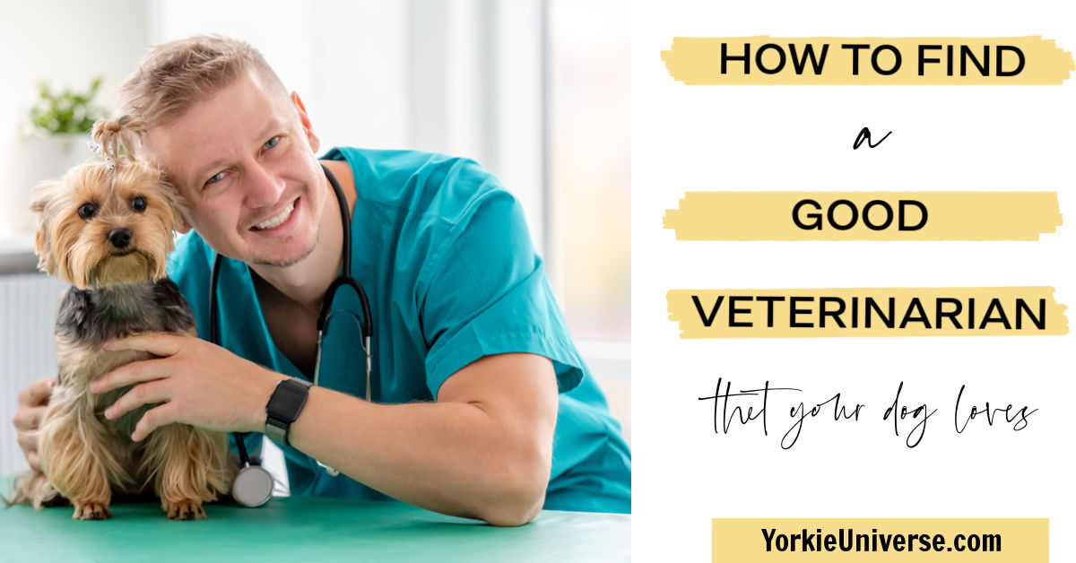 How to Find a Good Veterinarian Yorkie Universe