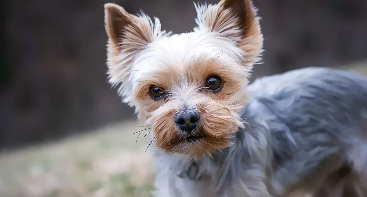 yorkie with short haircut