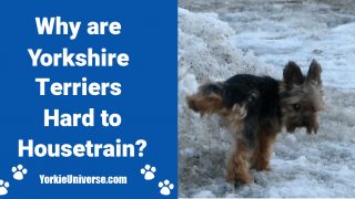 yorkie dog outside peeing in snow