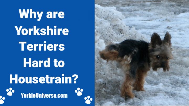 Why Are Yorkshire Terriers Hard to Housetrain?