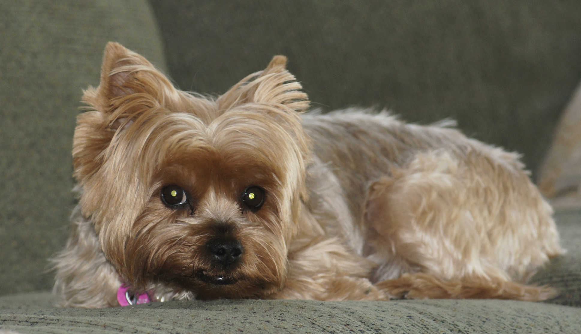 Yorkie laying down on couch.