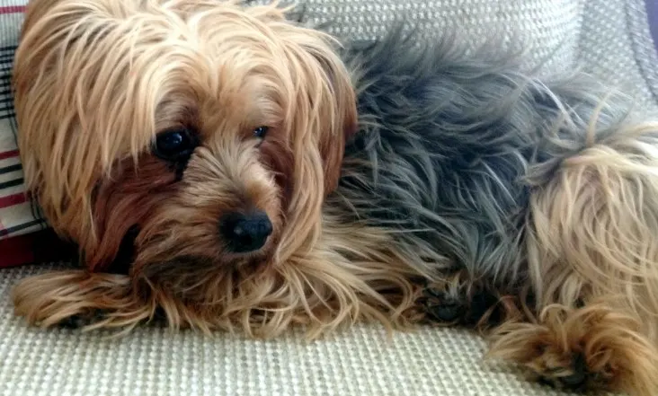 Yorkshire terrier laying down