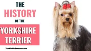 Yorkshire terrier with red bow