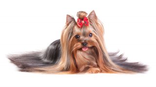 Yorkshire Terrier in show coat. Isolated on a white background