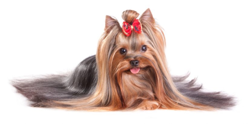 Yorkshire Terrier in show coat. Isolated on a white background