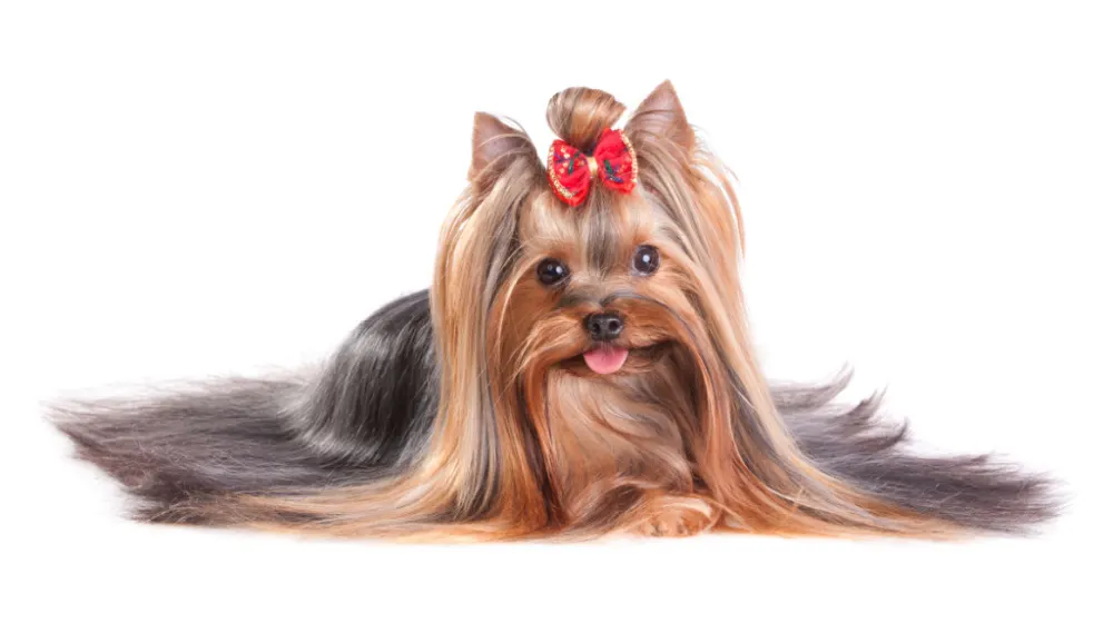 The History of the Yorkshire Terrier - Yorkie Universe