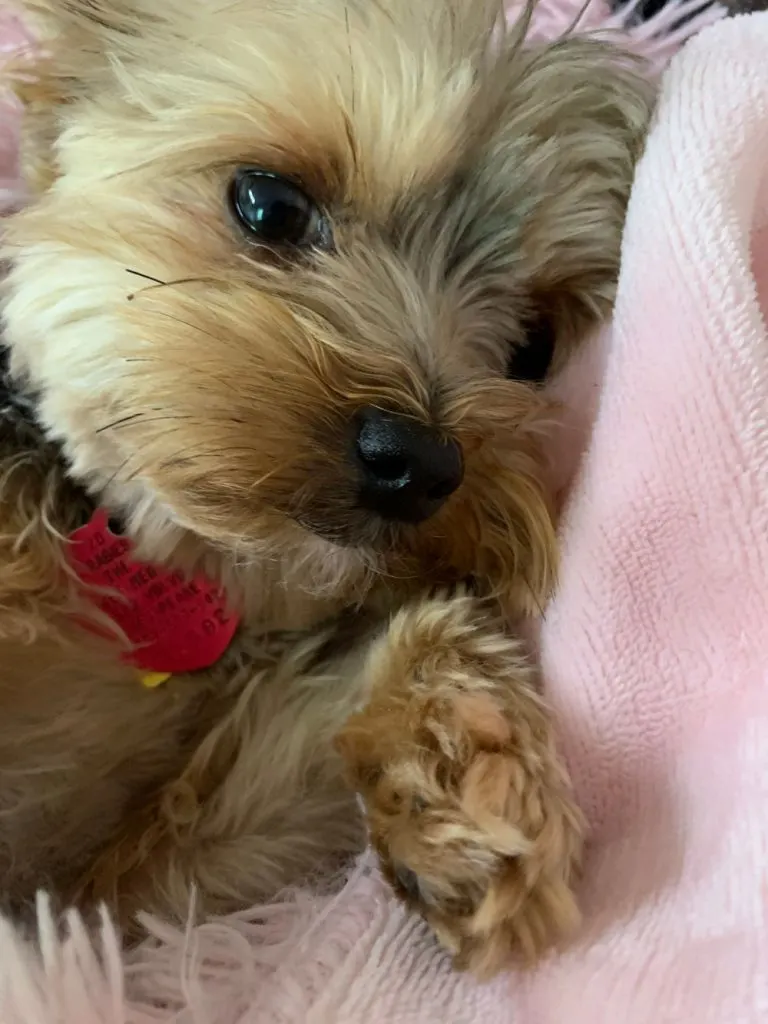 sweet yorkie puppy laying on pink blanket