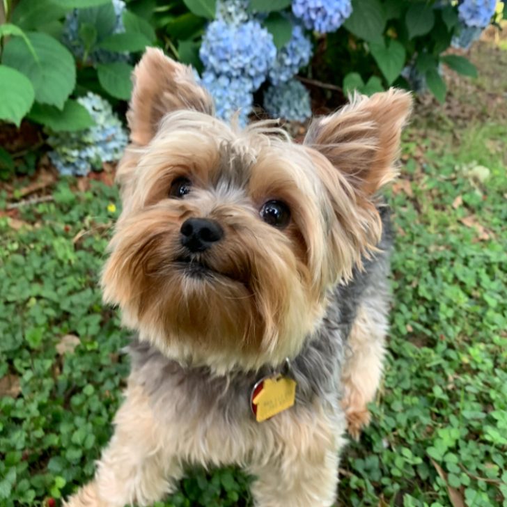 yorkshire terrier looking up in grass with blue flowers in background
