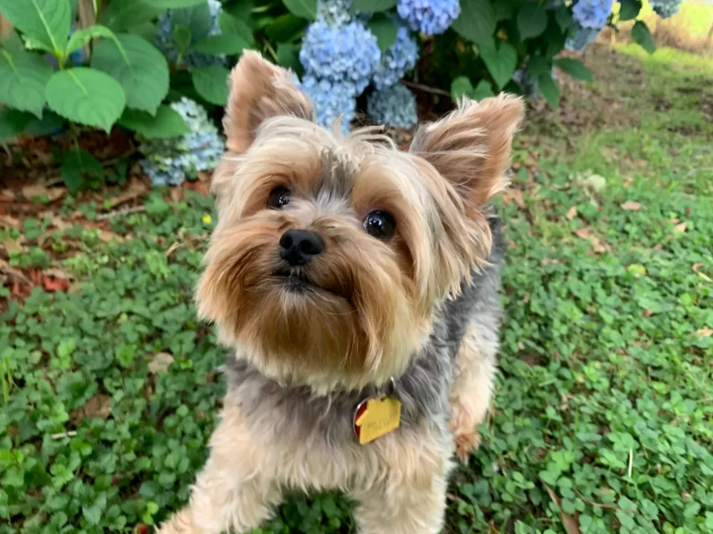 yorkshire terrier looking up in grass with blue flowers in background