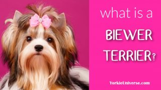 Biewer Terrier with pink bow