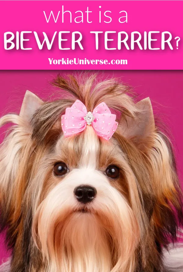 a Biewer terrier with pink bow