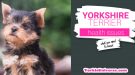 Yorkshire terrier puppy looking up