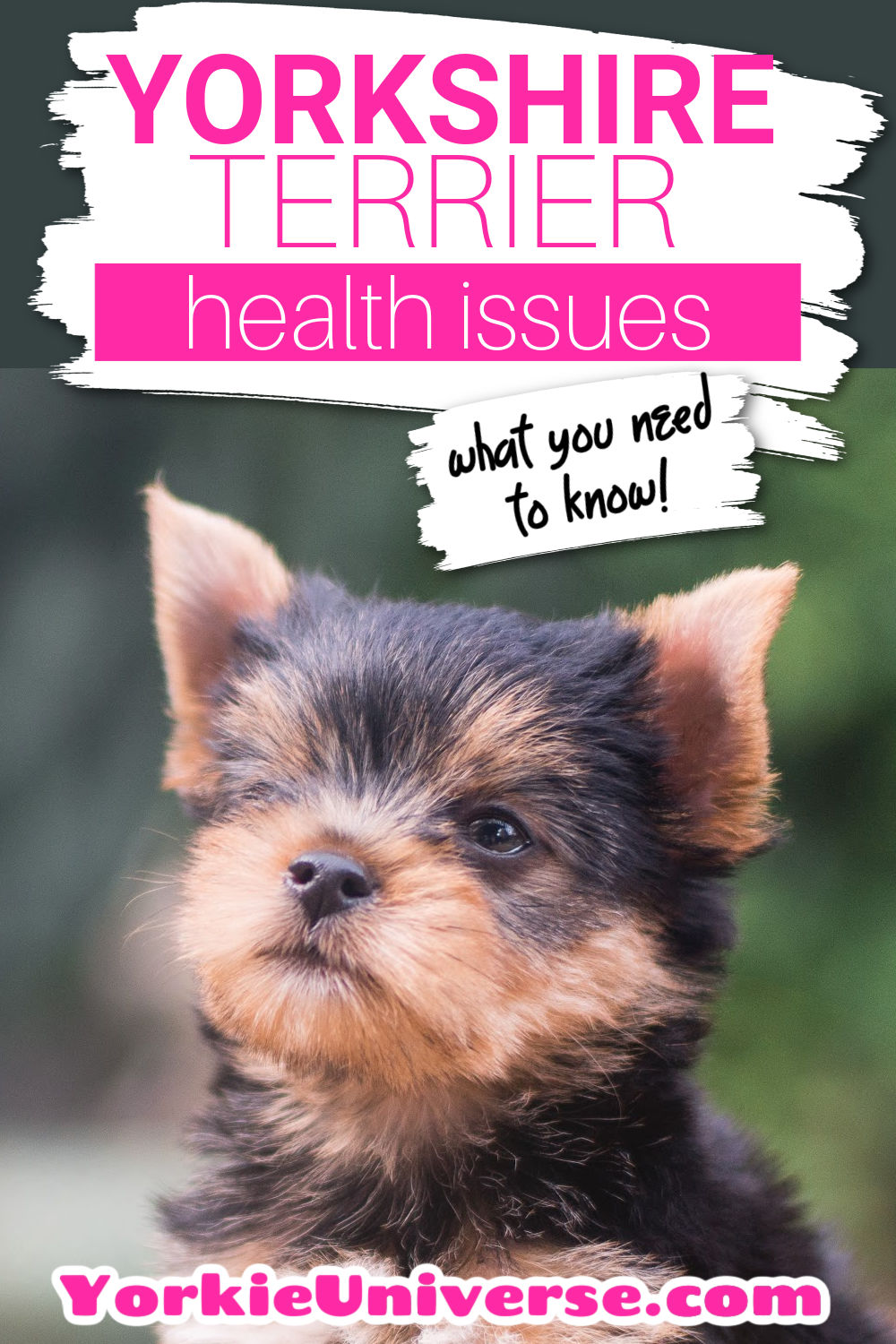 Yorkshire Terrier Health Issues Yorkie Universe