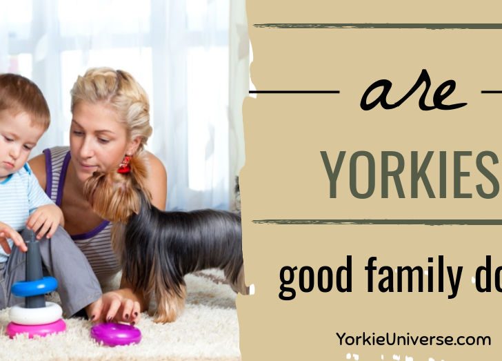 Are Yorkies Good Family Dogs?