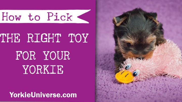 How To Pick The Right Toy For Your Yorkie