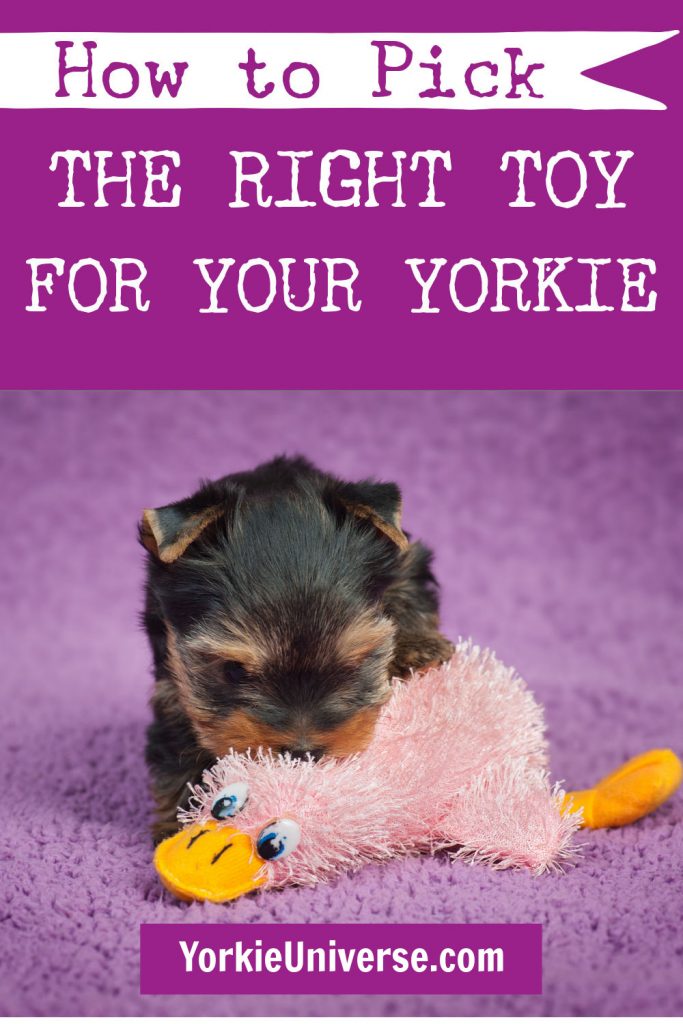 yorkie puppy playing with pink duck toy