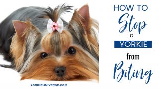 cute yorkie with bow in hair laying down