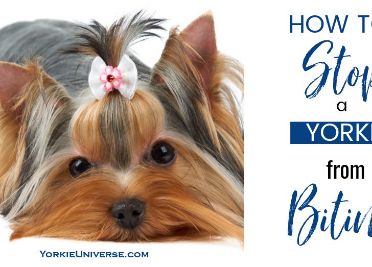 How to Stop a Yorkie from Biting Yorkie Universe