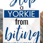 închiderea ochilor unui Yorkshire terrier