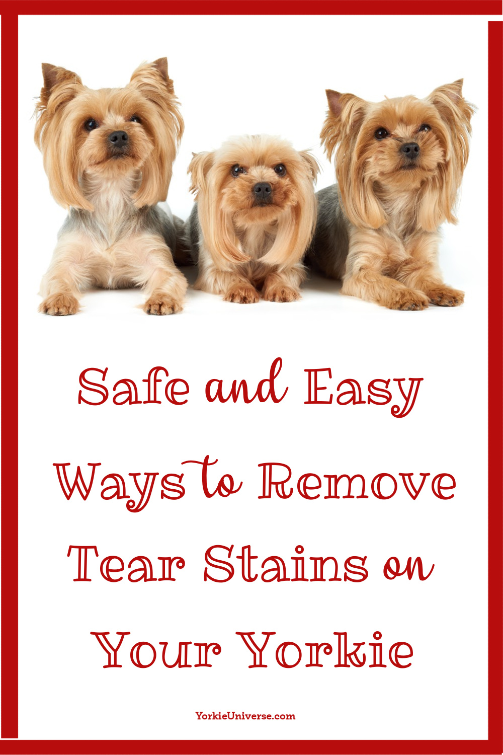 Safe and Easy Ways to Remove Tear Stains on Your Yorkie Yorkie Universe