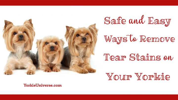 Safe and Easy Ways to Remove Tear Stains on Your Yorkie