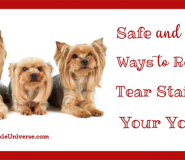 Safe and Easy Ways to Remove Tear Stains on Your Yorkie Yorkie Universe