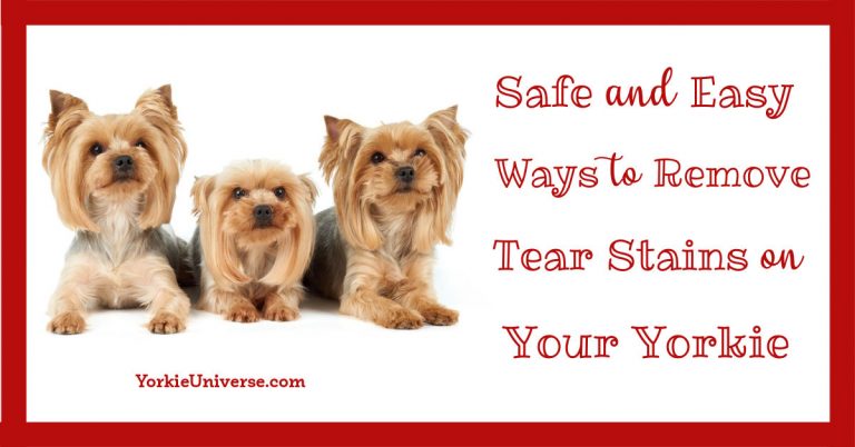 3 Yorkshire Terriers laying down and looking up