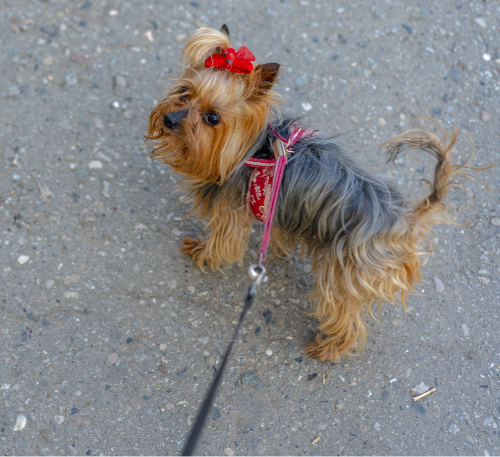 Yorkshire Terrier on a walk on a leash