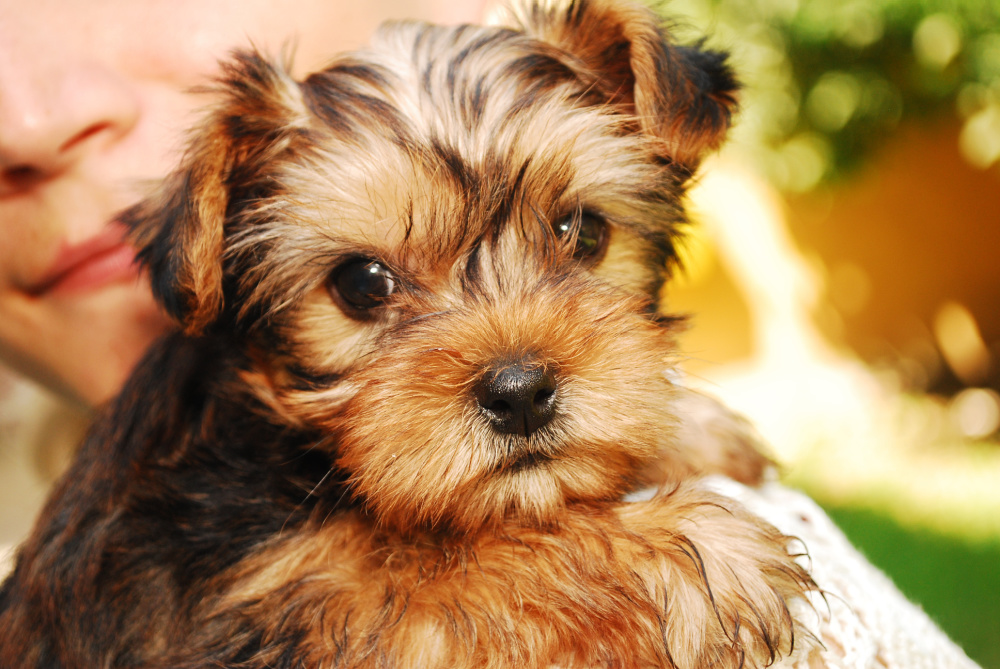 sweet face of Yorkshire terrier puppy
