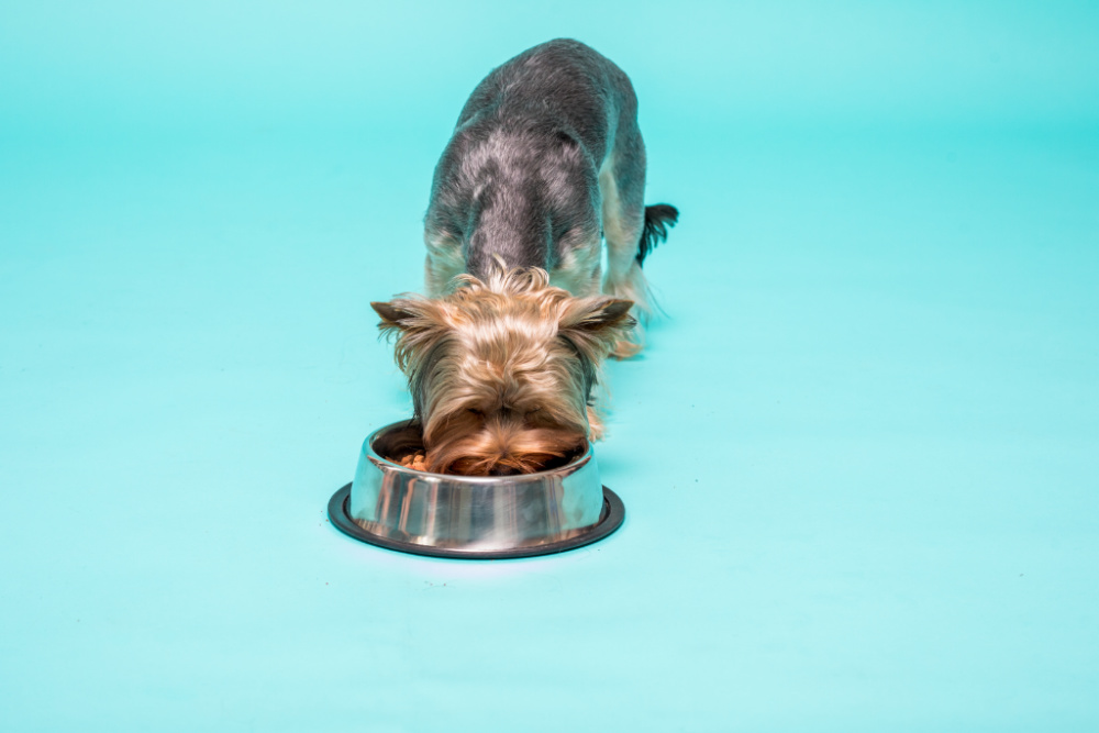 Yorkshire terrier eating food from dog food bowl