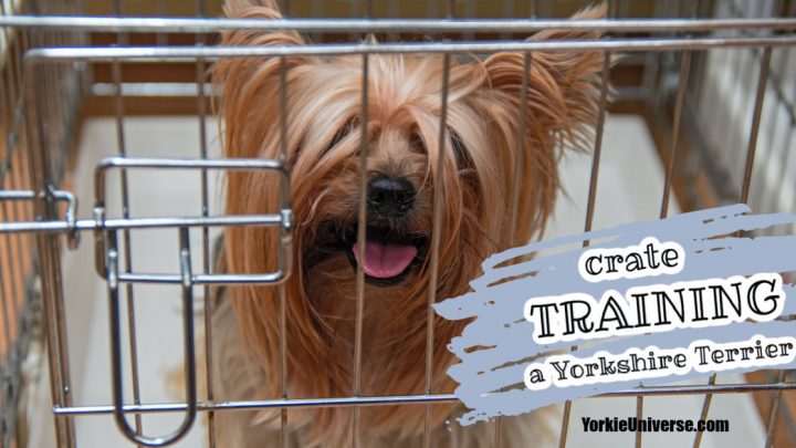 Crate Training a Yorkie