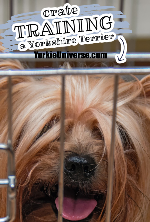 Yorkie peering out of a crate