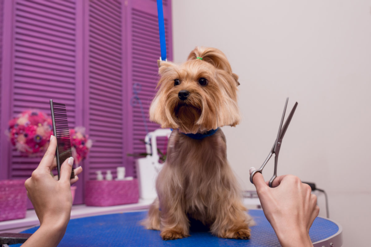 How to Cut a Yorkie's Hair the Correct and Easy Way Yorkie Universe