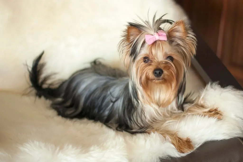 female yorkie with pink ribbon laying on cream colored blanket