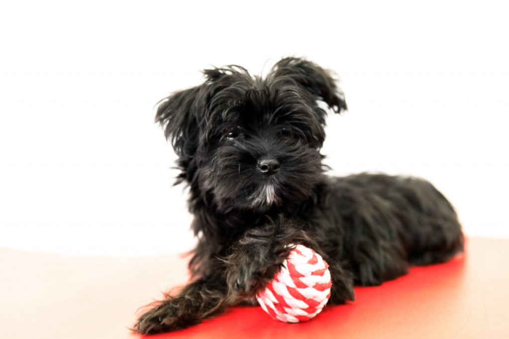 Black Yorkshire Terrier with ball