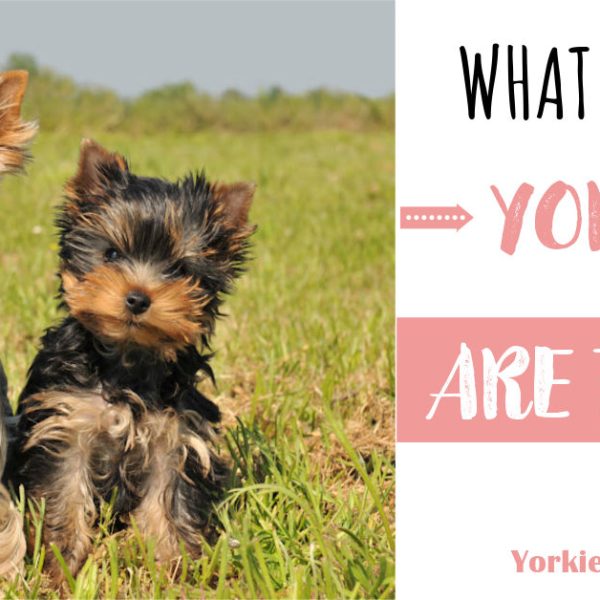 What You Should Know About Kennel Cough Yorkie Universe