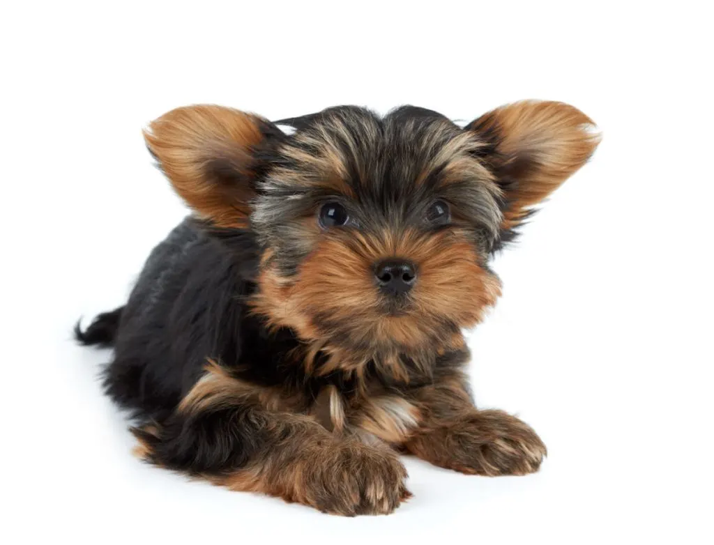 cute yorkie puppy laying down