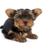 cute yorkie puppy laying down