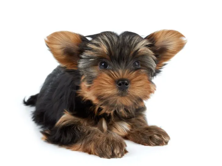 cute yorkie puppy laying down