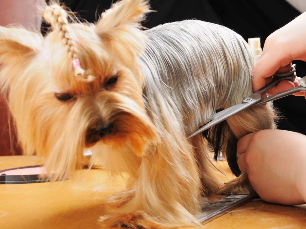 Silverback Yorkshire terrier getting his hair cut at the groomer